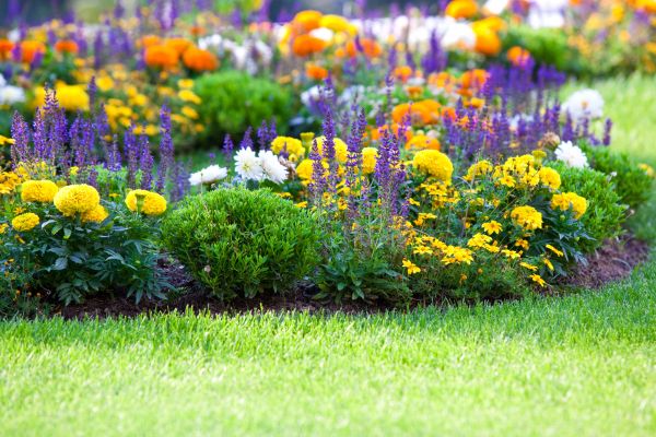 Flower Bed Maintenance in Gilroy