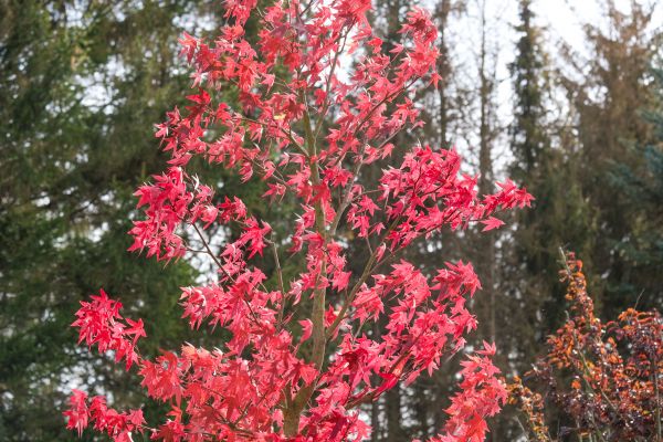 Japanese Maple Planting in Gilroy