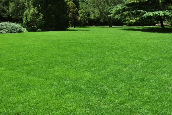 Lawn Landscaping in Gilroy