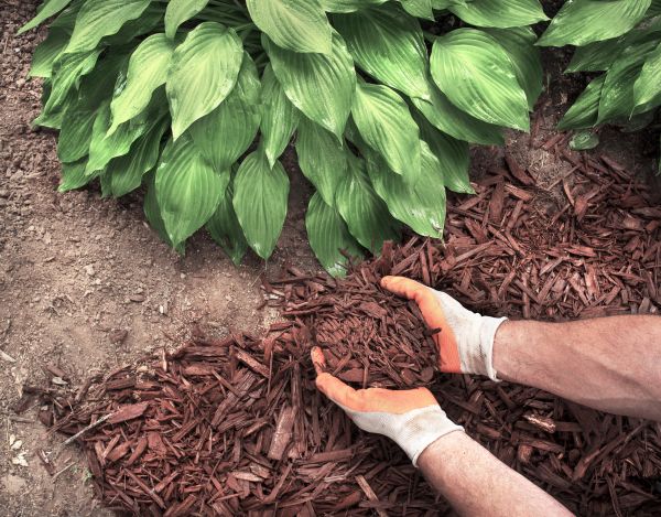 Shredded Mulch Service in Gilroy