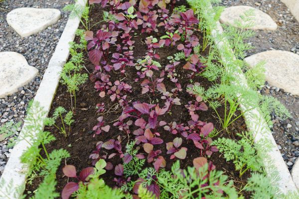 Edging Installation in Gilroy