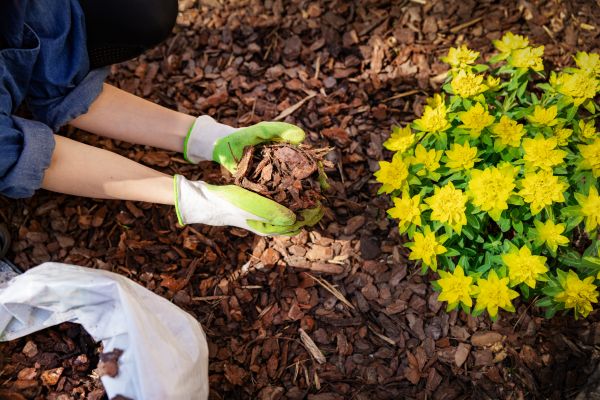 Pine Bark Mulch Installation in Gilroy