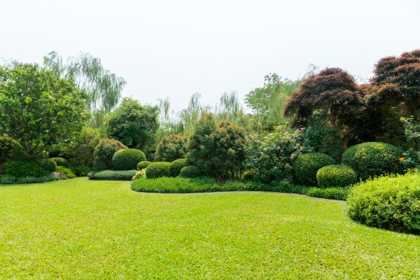 Tree Landscaping in Gilroy