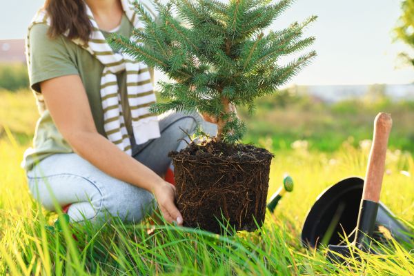 Spruce Tree Planting in Gilroy