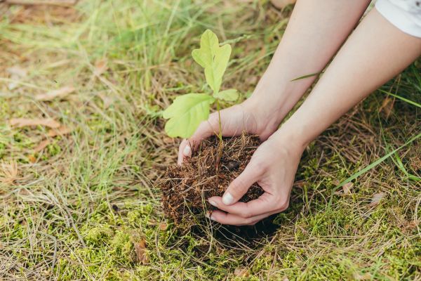 Oak Tree Planting in Gilroy