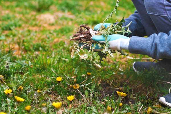 Flower Bed Clearing in Gilroy