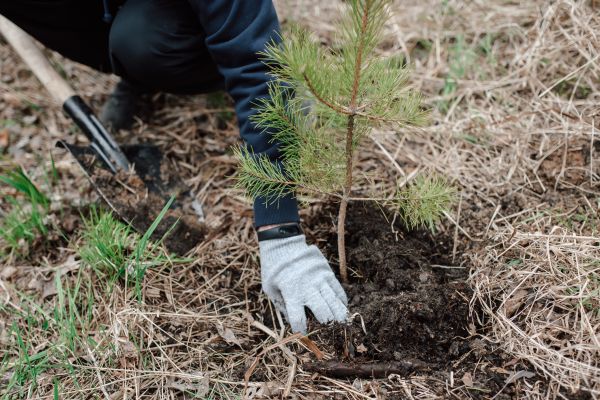 Pine Tree Planting in Gilroy
