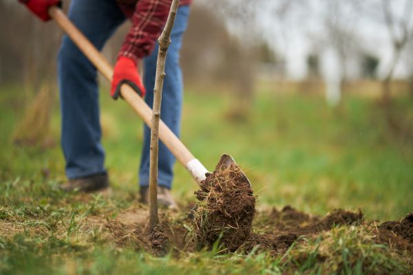Trees Planting in Gilroy