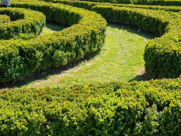Bush Landscaping in Gilroy