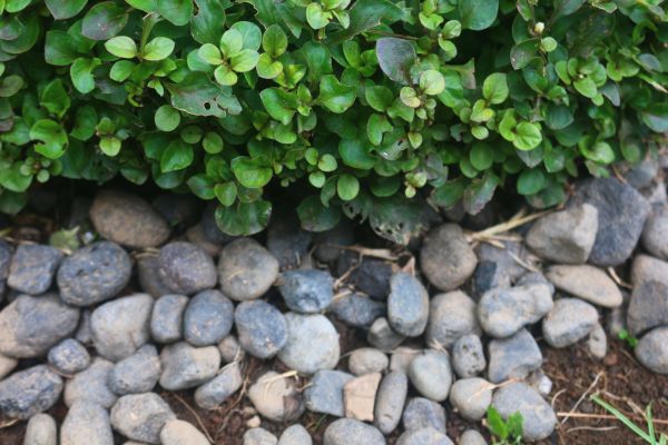 River Stone Installation in Gilroy