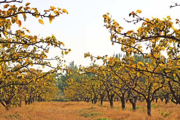 Pear Tree Planting in Gilroy
