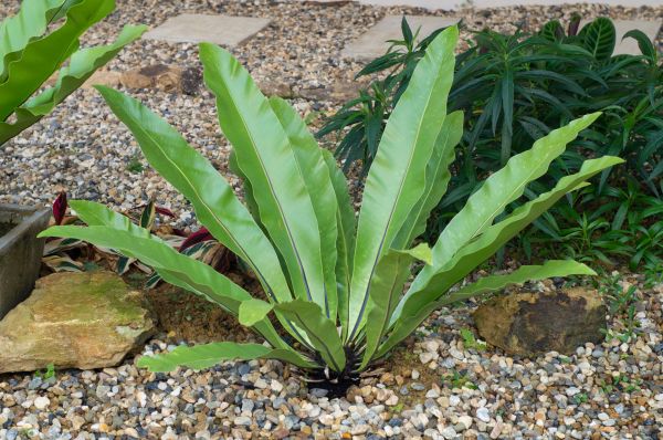 Pea Gravel Installation in Gilroy