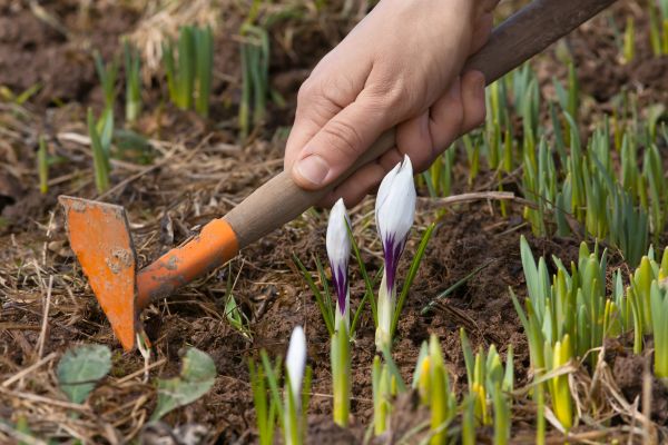 Flower Garden Weeding in Gilroy