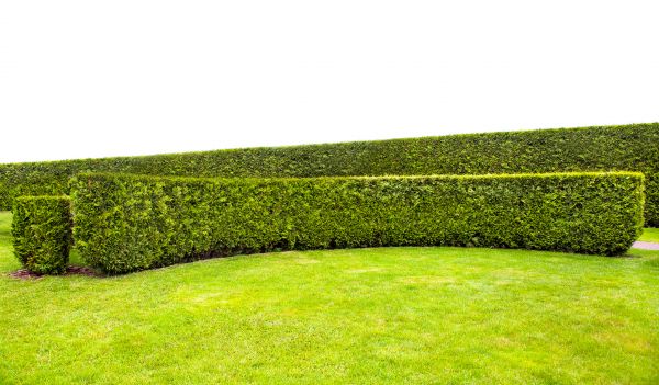 Hedge Formation