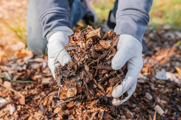 Shredded Mulch Installation in Gilroy