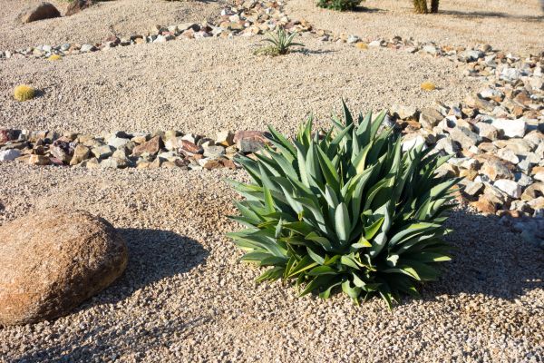 Xeriscaping Service in Gilroy