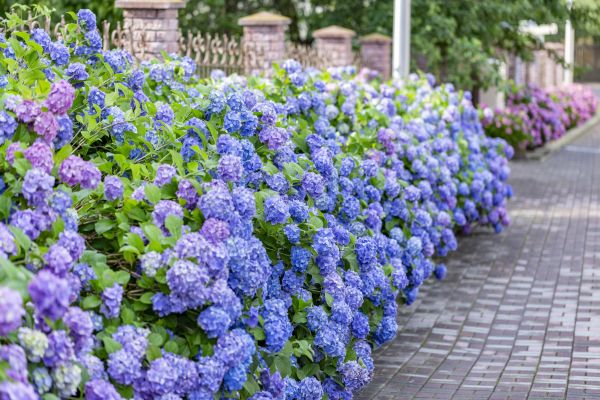 Hydrangea Landscaping in Gilroy