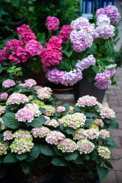 Hydrangea Gardening