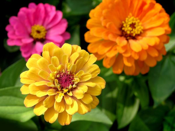 Zinnia Planting in Gilroy