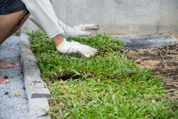 Ground Cover Planting in Gilroy