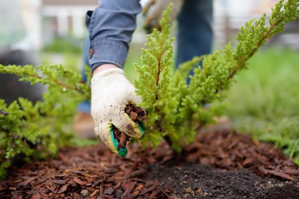 Church Mulching in Gilroy